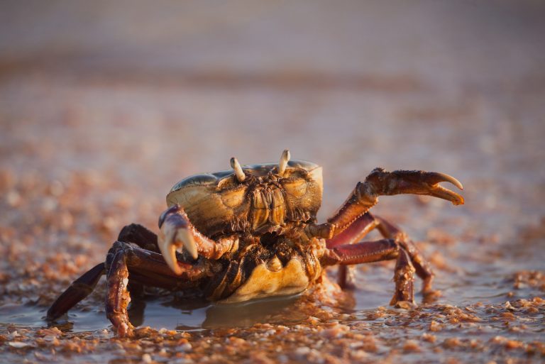 Can Dogs Eat Imitation Crab? – Can Pet Eat It